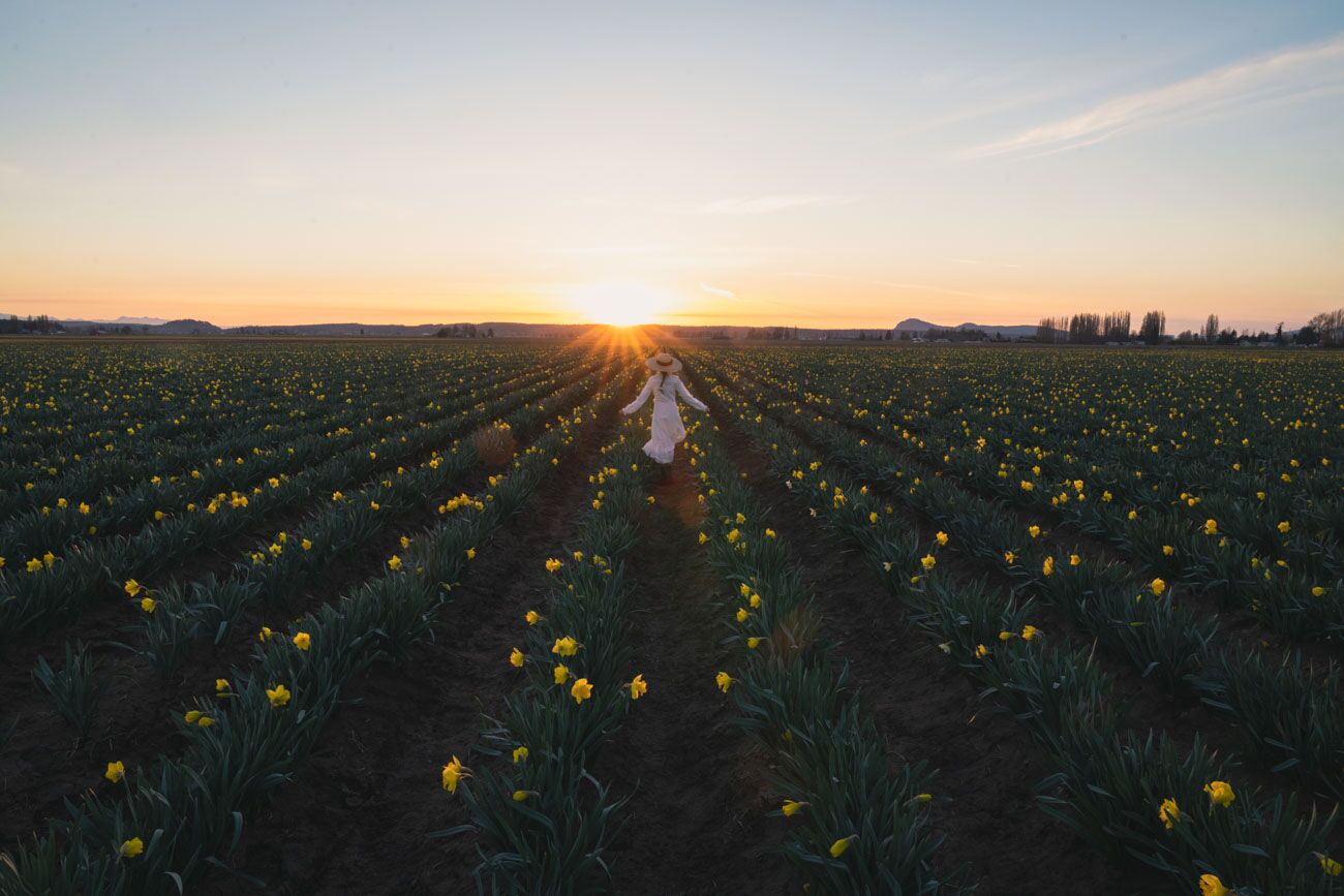 girl in white dress in a daffodil field at sunset with a sun burst