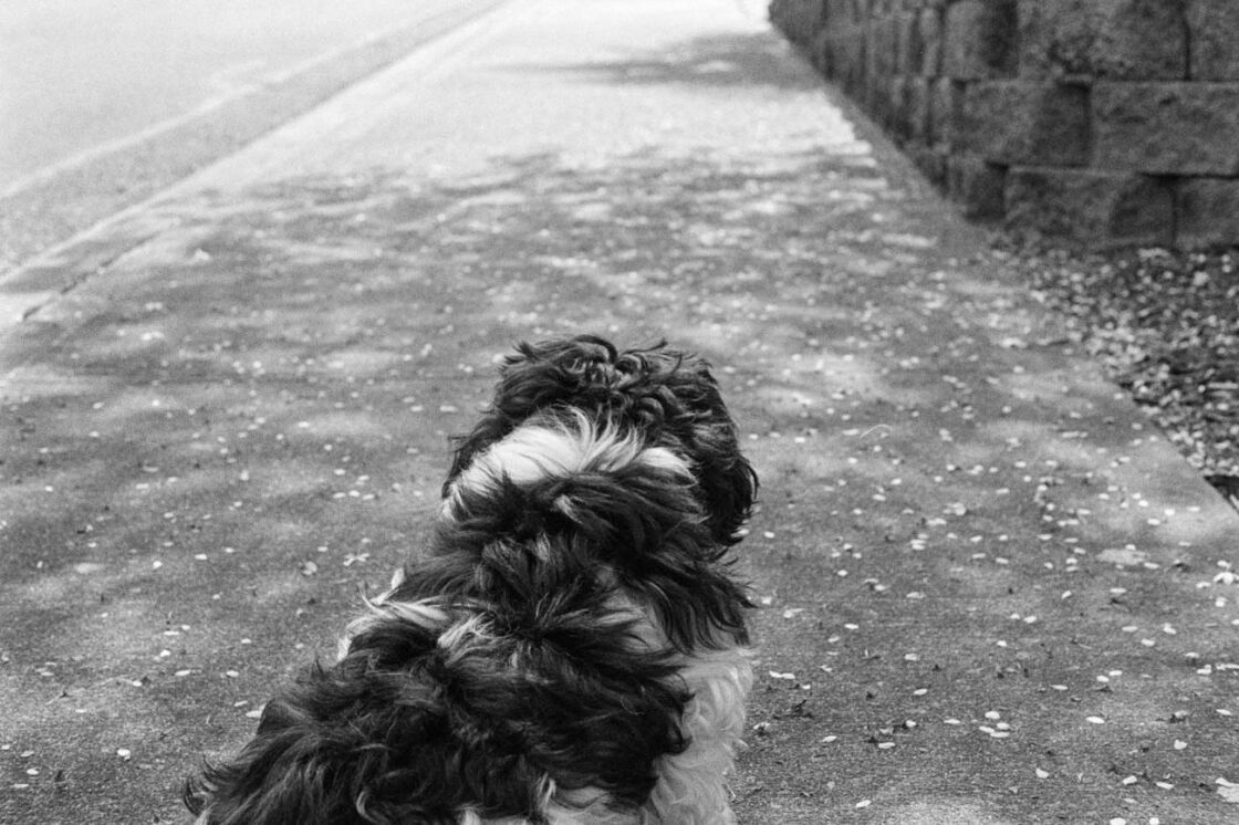 black and white image of shih tzu dog on the side walk