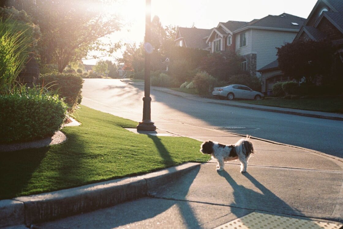 image of dog on the side walk during sunset