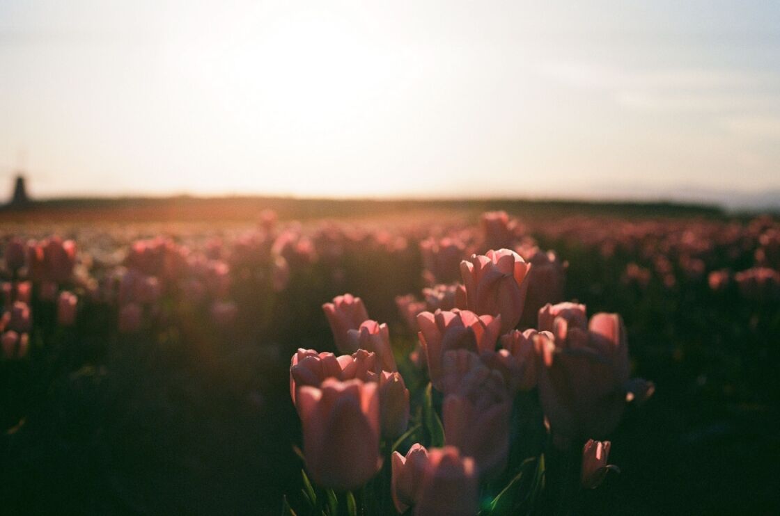 image of tulip field at sunrise